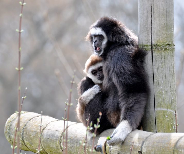 Gibbon mit Baby