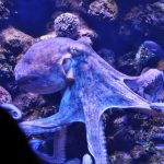 Aquarium Palma - Krake