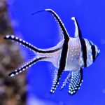 Aquarium Palma - 'n Fisch 