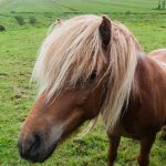 Isländer Pony
