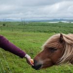 Isländer Pony